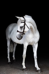 Remi Van De Vrunte Belgian Warmblood Jumper photo 1