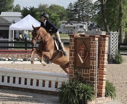 Dexter Warmblood Cross Hunter photo 5