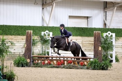 A Knack For Bling Welsh Pony Hunter photo 4