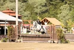 New Years GA Dutch Warmblood Hunter photo 3