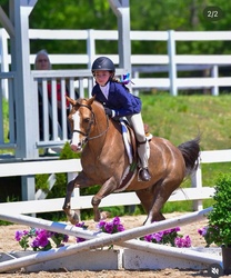 Midas Touch Welsh Cross Equitation photo 4