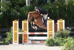 Hero v/d Bovenhoekshof Dutch Warmblood Equitation photo 1