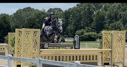Spiegelmoon Dutch Warmblood Hunter photo 5