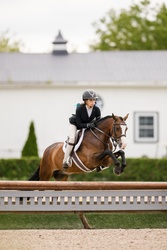 Arnaby Oberon Welsh Cob Hunter photo 4