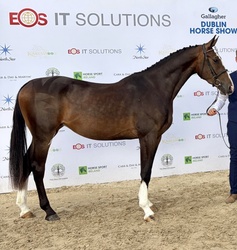 KOBE Irish Sport Horse Hunter photo 1
