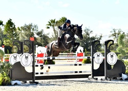 Jakira R Dutch Warmblood Jumper photo 3