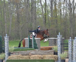 Dollar Del Colle Warmblood Jumper photo 4