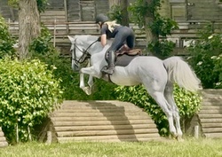 Perfect Prince Dutch Warmblood Hunter photo 2