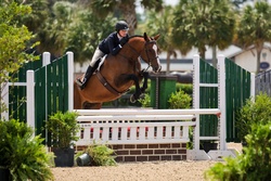 Uptown Girl Hanoverian Hunter photo 7