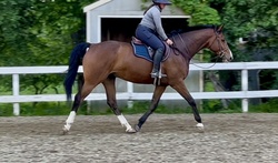 Hickstead Westphalian Hunter photo 2