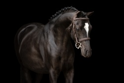 Tholveld Spirit Other Breed Hunter photo 2