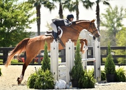CMS Foxed Westphalian Hunter photo 4