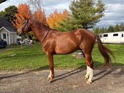 Skywalker Dutch Warmblood Hunter photo 3