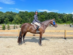 CMS BE MINE Holsteiner Hunter photo 4