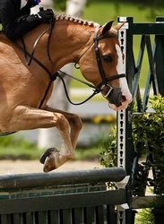 D.F. I've Got Rhythm Welsh Pony Hunter photo 3