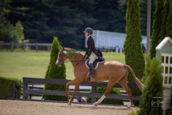 Cooley Limited Edition Irish Sport Horse Hunter photo 3