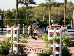 Boca's Pony Boy Welsh Pony Hunter photo 2