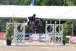 Ohio VDL Dutch Warmblood Hunter photo 7