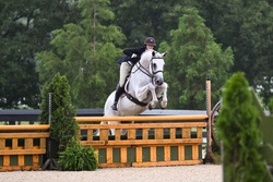 Platinum Oldenburg Hunter photo 5