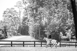 Glencameron's Navy Boy Welsh Cob Hunter photo 7