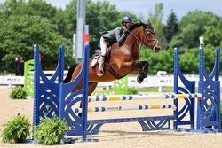 Emy Dutch Warmblood Jumper photo 5