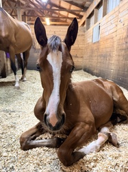 Alohilani Warmblood Hunter photo 4