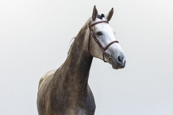 On Fire Oldenburg Jumper photo 2