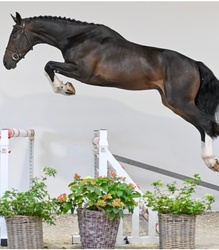 Arlo Belgian Warmblood Hunter photo 3