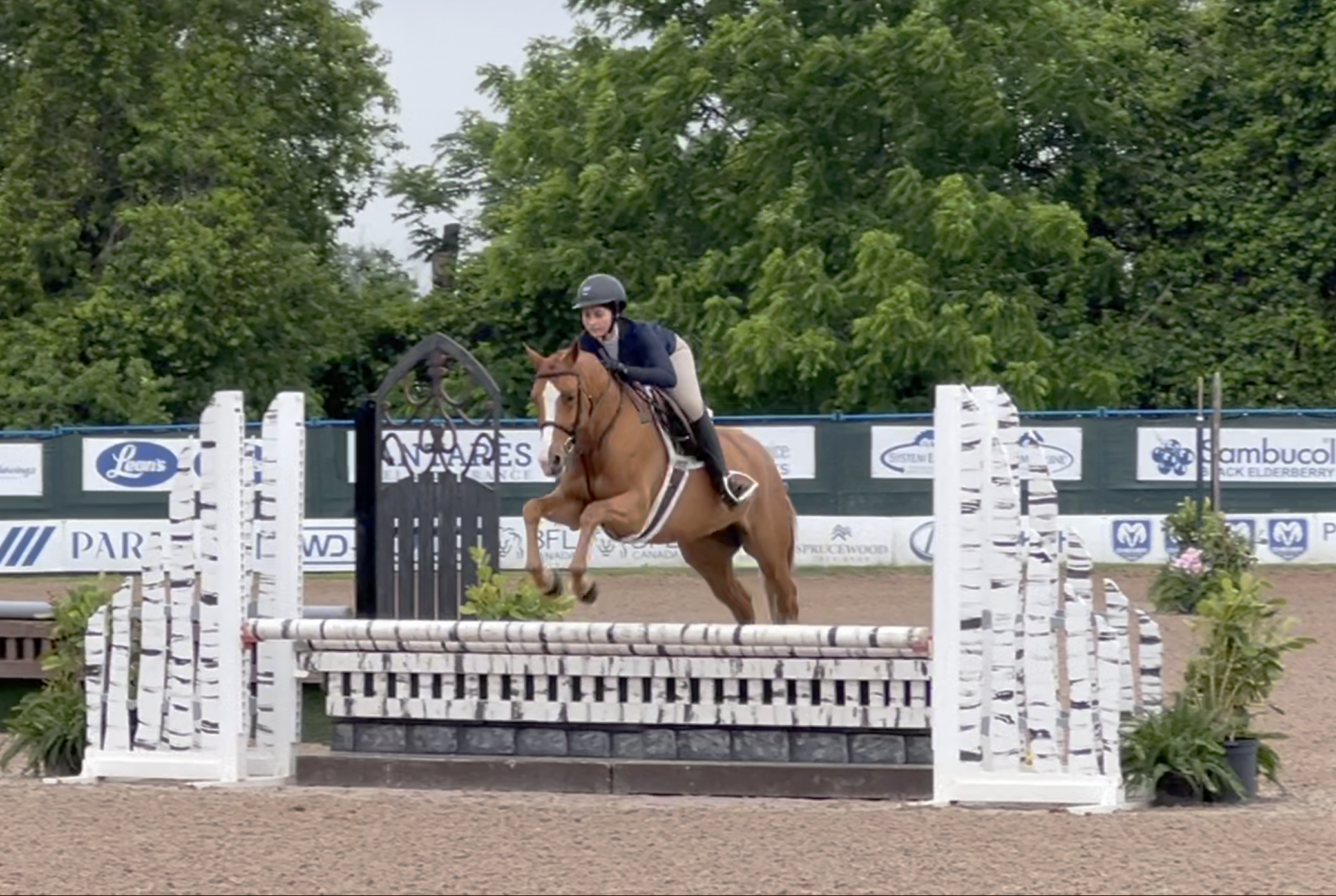 Wrenwood Dreamliner (Harvey)