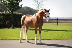 Joris van de Gaweg Other Breed Hunter photo 1