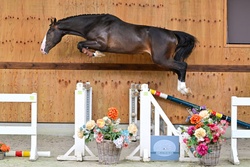 Technique Warmblood Jumper photo 1