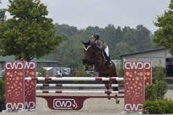 Dollar Del Colle Warmblood Jumper photo 7