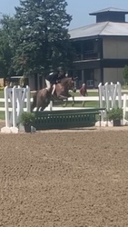 Aurora Welsh Pony Hunter photo 5