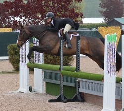 Donato Warmblood Hunter photo 1