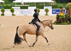 Stateside TM Holsteiner Hunter photo 6