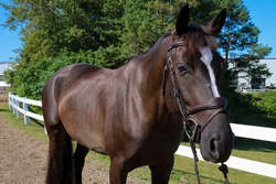 Olympic Air Dutch Warmblood Jumper photo 4