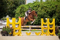 Gold Link German Warmblood Jumper photo 8