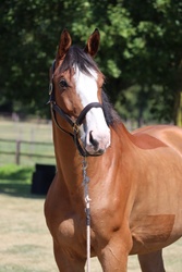 Jason Selle Francais Hunter photo 2