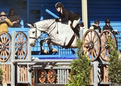 Candlemas Warmblood Hunter photo 2