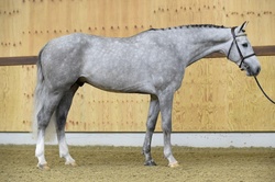 Tissot Z Zangersheide Equitation photo 2