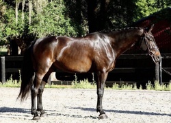 I’m Gucci Czech Warmblood Jumper photo 1