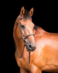 Make It Rain Dutch Warmblood Hunter photo 1
