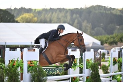 Colman’s Loverboy Oldenburg Hunter photo 7