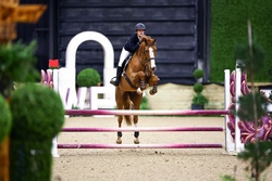 Cooley Limited Edition Irish Sport Horse Hunter photo 5