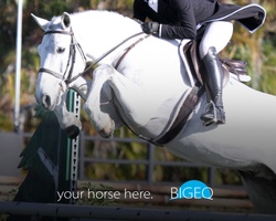 your horse here. Dutch Warmblood Equitation photo 1
