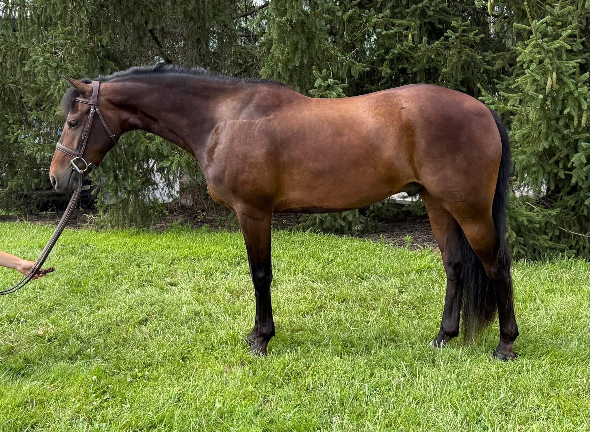 Jenlynn's Fox and Hound