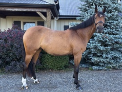 Lilly DL Canadian Warmblood Jumper photo 3