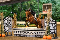 Conte Bellini Warmblood Jumper photo 2