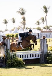 Petit Ami Selle Francais Hunter photo 1