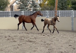 Oliver German Riding Pony Jumper photo 6